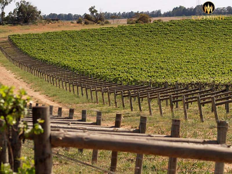 Deakin Estate đi đầu trong sản xuất rượu vang ở Australia