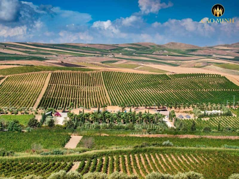 Donnafugata - bô lão mang tầm quốc tế của ngành rượu vang Ý 