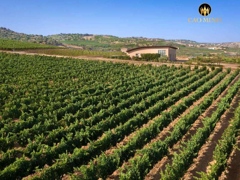 Donnafugata - Người sản sinh ra hàng trăm ngàn chai rượu vang nổi tiếng