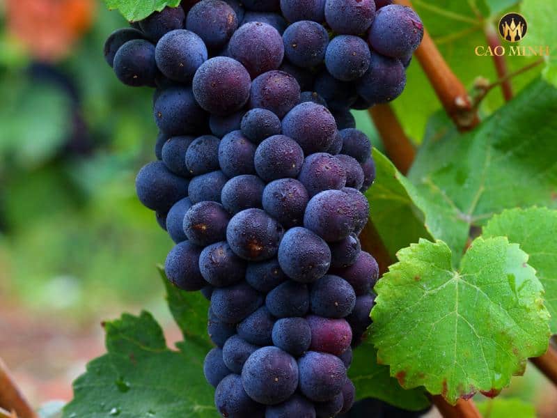 Pinot Noir - Giống nho tạo nên hương vị tuyệt vời của chai vang Gerard Bertrand Naturalys Pinot Noir