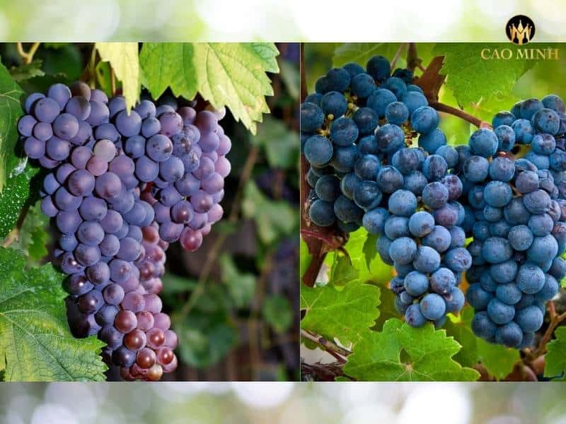 Merlot và Cabernet Sauvignon - sự hòa quyện hoàn hảo tạo nên hương vị đặc biệt của rượu vang Ý Donnafugata Angheli