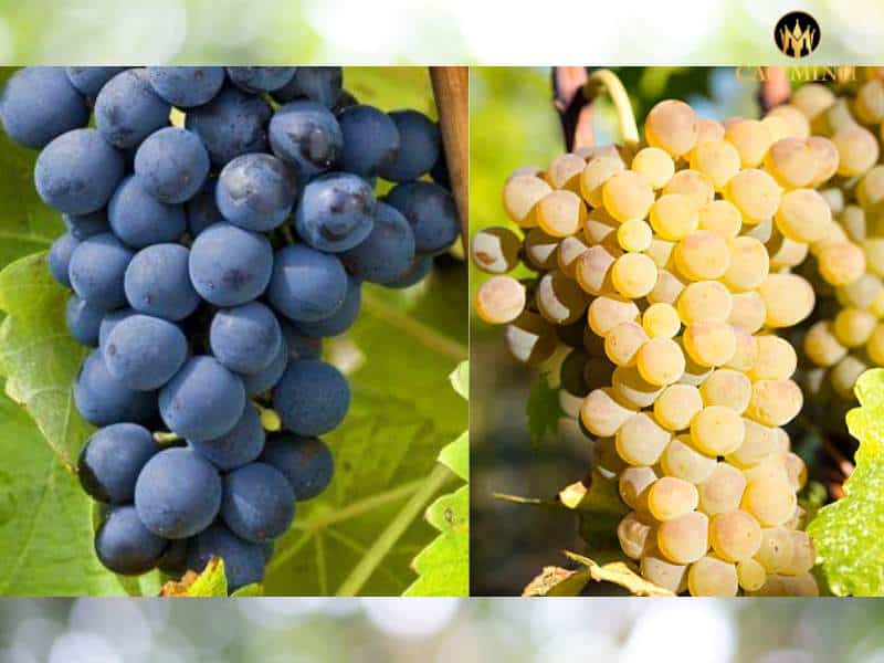 Tìm hiểu về hai giống nho Shiraz và Viognier - Nguyên liệu chính tạo ra rượu vang Úc Deakin Estate Artisan's Blend Shiraz - Viognier