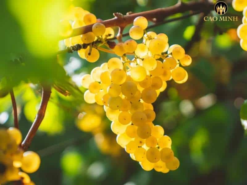 Chardonnay - Giống nho tạo nên nét đặc biệt cho rượu vang 