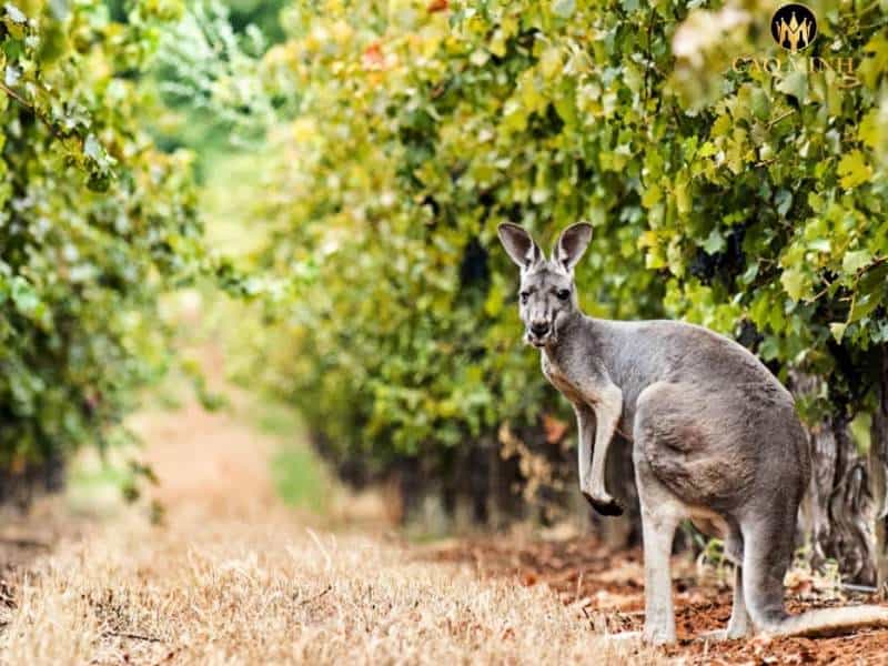 Nhà sản xuất vang Deakin Estate - đi đầu trong sản xuất rượu vang ở Australia