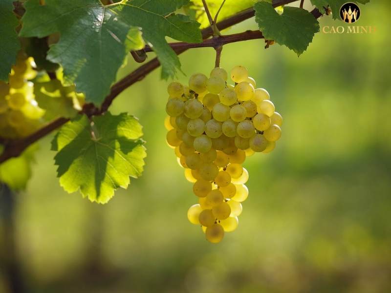 Chardonnay - Giống nho tạo nên nét đặc biệt cho rượu vang Amour de Deutz