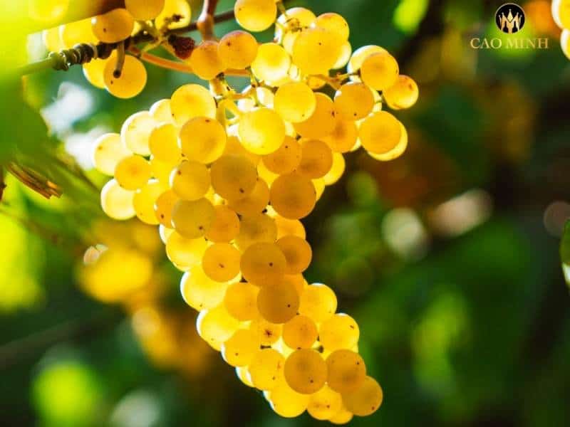 Sauvignon Blanc - Giống nho tạo nên thương hiệu cho rượu vang Úc Oxford Landing Sauvignon Blanc