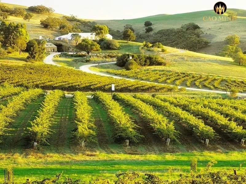 Victoria - Vùng đi đầu trong sản xuất rượu vang ở Australia