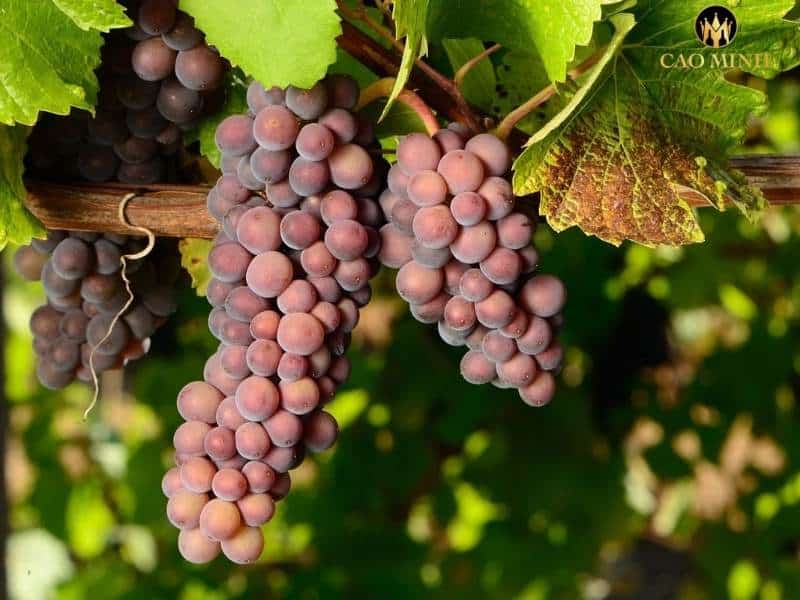 Pinot Grigio - Giống nho tạo nên hương vị cho rượu vang Úc Yalumba Y Series Pinot Grigio