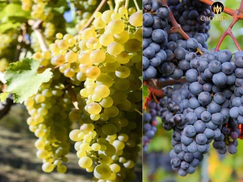 Tìm hiểu về Shiraz và Viognier - Sự dung hòa tạo ra một tuyệt tác rượu vang