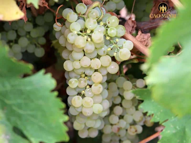 Grillo - giống nho tạo nên sự đặc biệt của rượu vang Ý Donnafugata Sur Sur