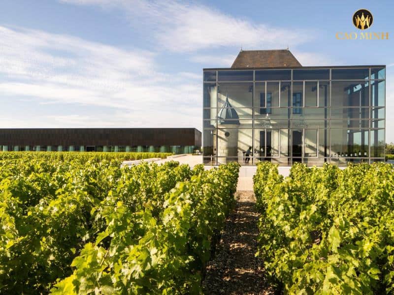 Tìm hiểu về Château Pédesclaux - Lãnh địa của tinh hoa rượu vang nước Pháp 