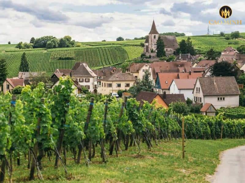 Tìm hiểu vùng rượu vang Burgundy lừng danh của nước Pháp