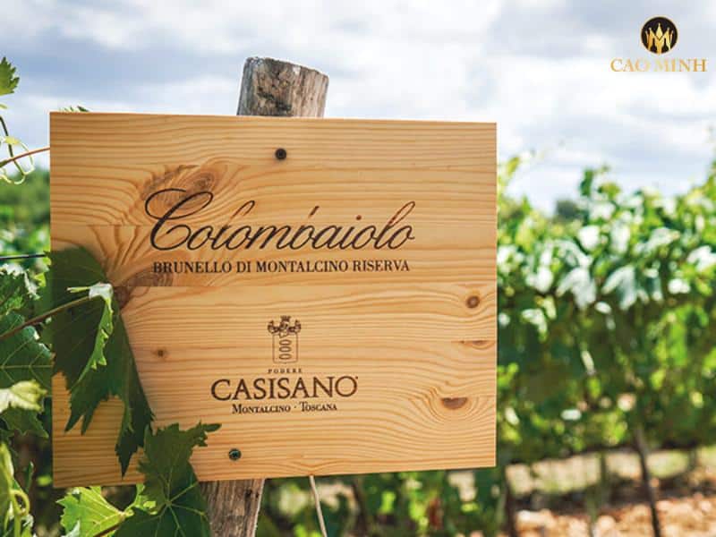 Tìm hiểu về thương hiệu Casisano - Trái tim rượu vang vùng Toscana, Ý