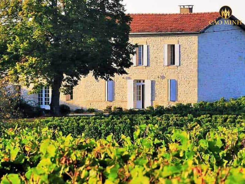 Tìm hiểu về Vignobles Michel Galineau & Fils - Nhà sản xuất rượu vang Château Bellevue Favereau đẳng cấp