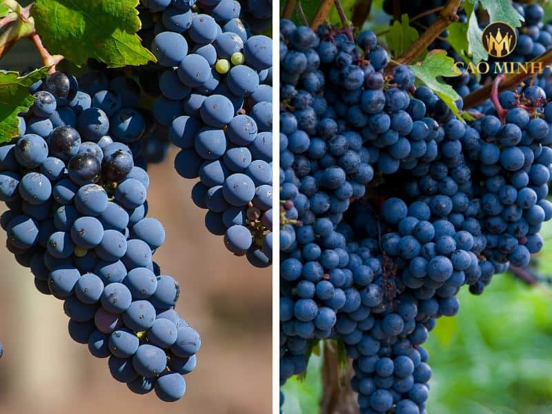 Những giống nho chính làm nên rượu vang Pháp Melaye D'or Bordeaux