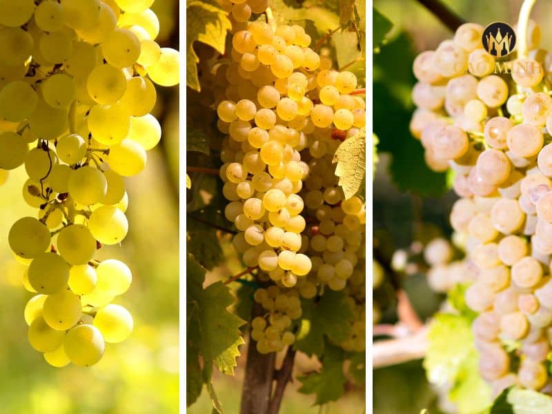 3 giống nho đặc trưng kết hợp tạo nên hương vị độc đáo của chai rượu vang Pháp Gerard Bertrand 6eme Sens Blanc