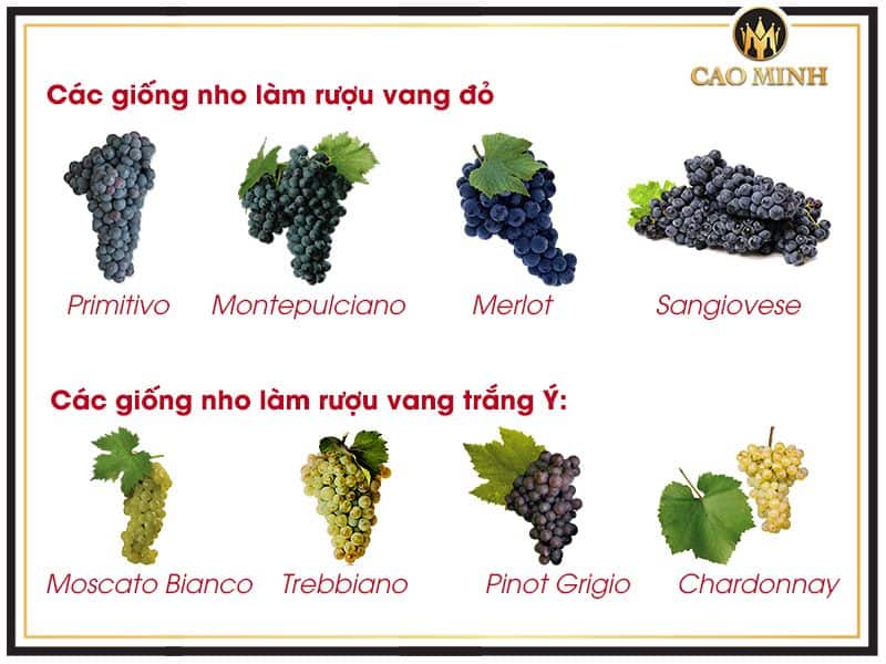 Các giống nho chính sản xuất rượu vang Ý