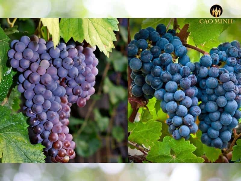 Sự kết hợp tinh tế của Chardonnay và Pinot Grigo để tạo nên Deakin Estate Artisan's Blend Chardonnay - Pinot Grigio