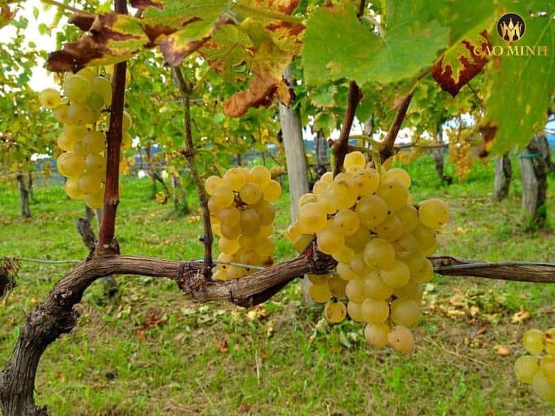 Giống nho Ribolla Gialla - nguyên liệu chính tạo nên sự đặc biệt của chai rượu vang Ý Jermann Vinnae Ribolla Gialla