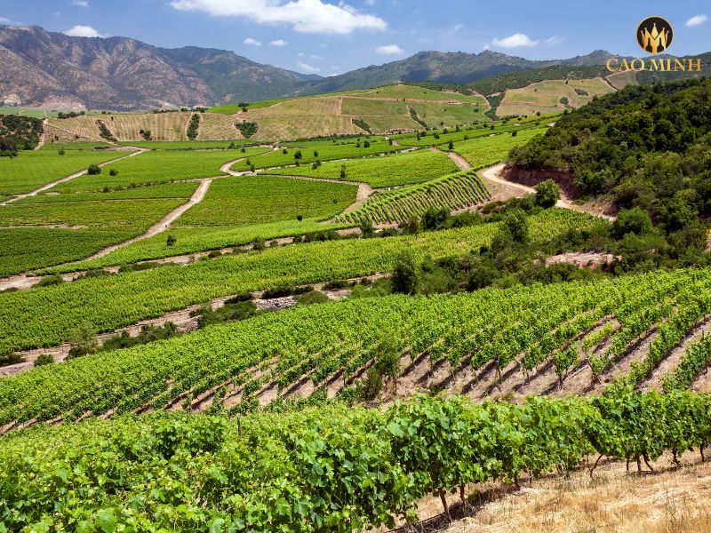 Khám vùng sản xuất Colchagua Valley - Long mạch của rượu vang của Chile 