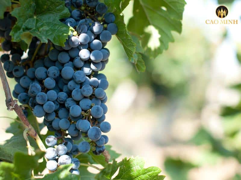 Merlot - Giống nho tạo nên chai rượu vang Ý Famiglia Cotarella Montiano Lazio