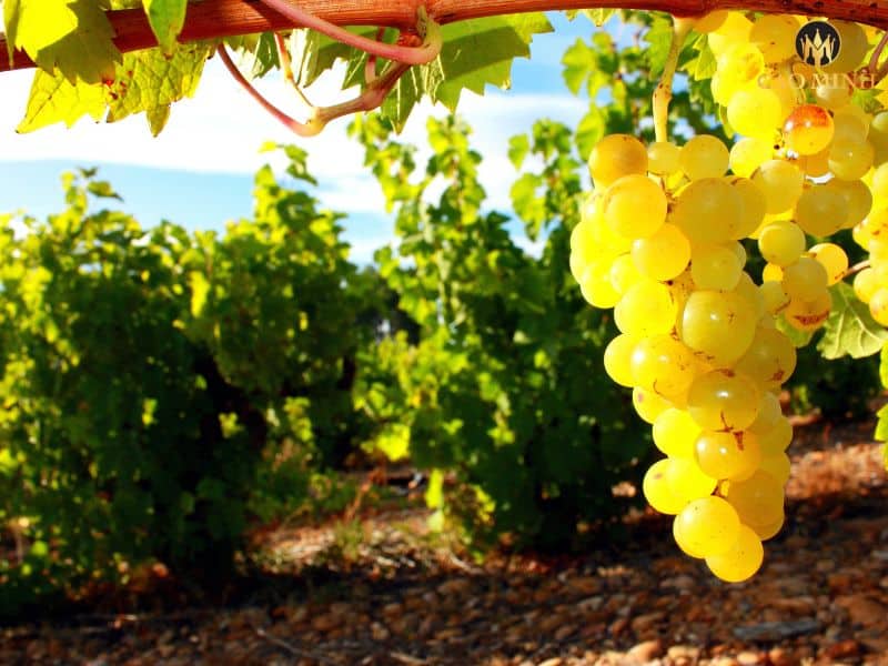 Muscat - giống nho đặc trưng tạo nên hương vị tuyệt vời của chai rượu vang Úc Deakin Estate Moscato