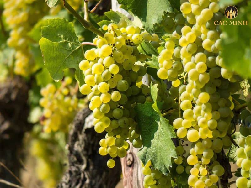 Rioja White Blend  - Công thức pha trộn đặc trưng để tạo nên loại rượu Marques de Caceres Satinela Semi Dulce Rioja nổi tiếng của Tây Ban Nha