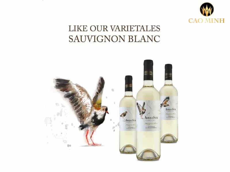 Rượu vang Chile Aves Del Sur Clasico – Chai vang trắng xuất sắc đến từ vùng đất có truyền thống làm vang ở Chile