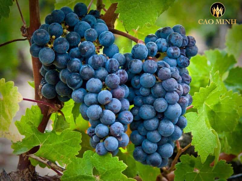 Cabernet Sauvignon – nguyên liệu đặc biệt trong chế tác những rượu vang đỏ đẳng cấp trên toàn thế giới