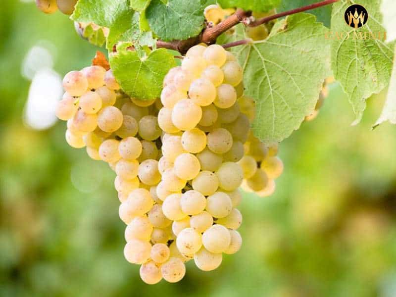 Sauvignon Blanc – giống nho thần kỳ trong ngành sản xuất rượu vang trắng 