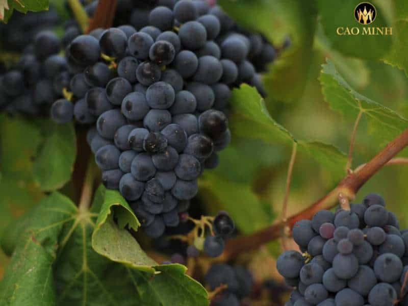 Tìm hiểu Monastrell - Một trong những giống nho lâu đời trong ngành sản xuất rượu vang