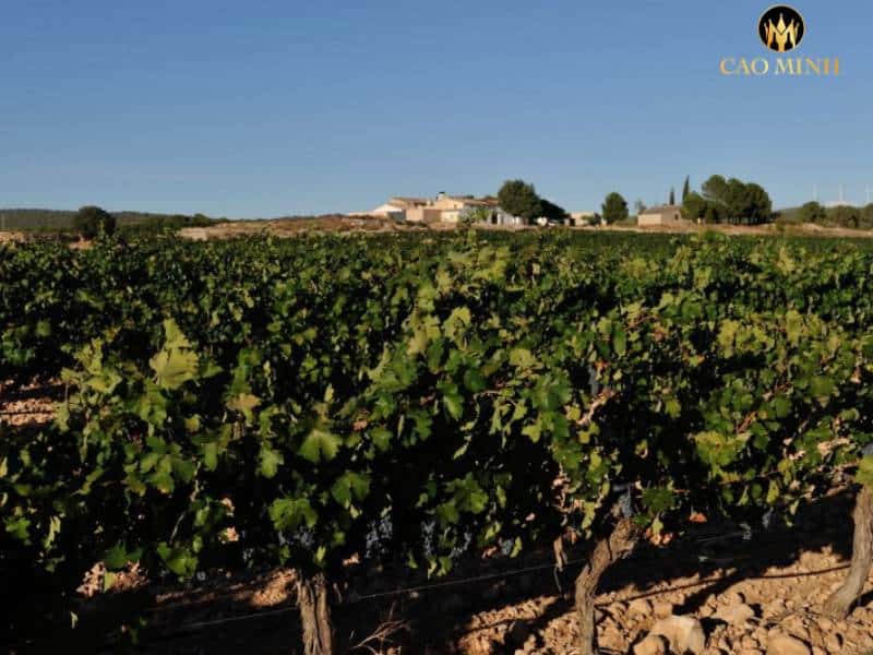 Bodega Castaño - Đi đầu trong ngành công nghiệp  sản xuất rượu vang ở Tây Ban Nha 