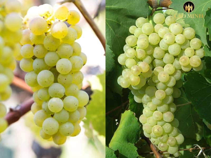 Chardonnay và Macabeo - Sự kết hợp hoàn hảo để tạo ra những chai vang trắng nổi tiếng