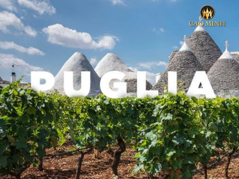 Vùng Puglia nơi sản xuất rượu vang Todino 