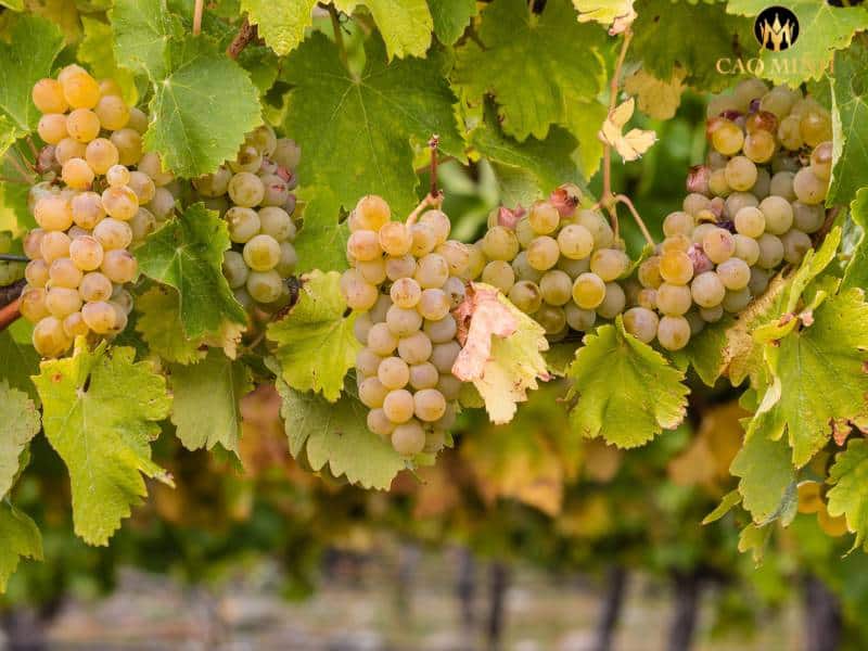 Khám phá về Chardonnay - Linh hồn chai rượu vang Chile Aliwen Reserva Chardonnay