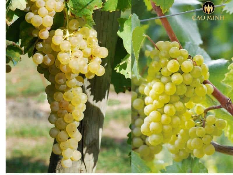 Trebbiano và Chardonnay - Đẳng cấp của sự pha trộn hai giống nho làm ra chai rượu vang Ý Cevico E'got Chardonnay