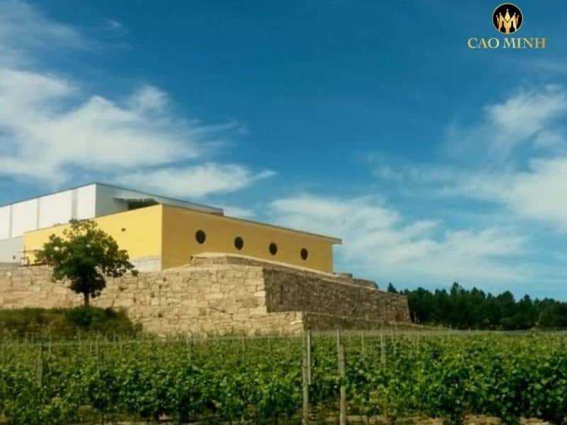Santa Cristina - Điền trang đi đầu với nét thời thượng trong sản xuất rượu vang
