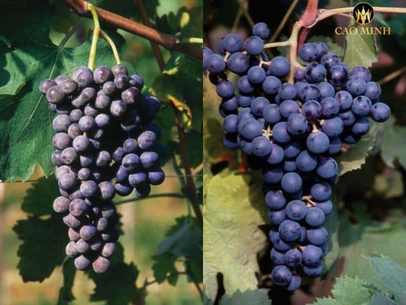 Corvina Veronese và Rondinella - Giống nho đặc biệt tạo nên rượu vang Ý Tommasi Valpolicella Ripasso Classico Superiore