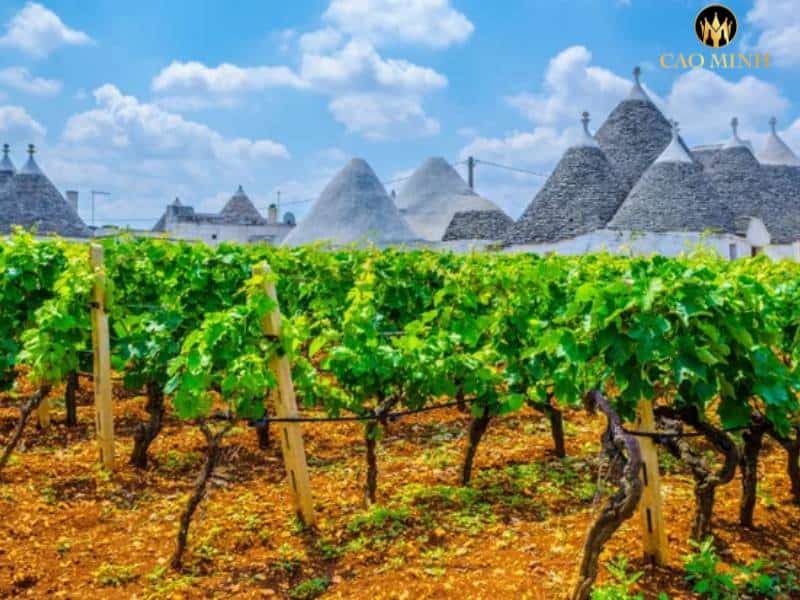 Puglia - Vùng đất với những chai vang nổi tiếng ở Italia