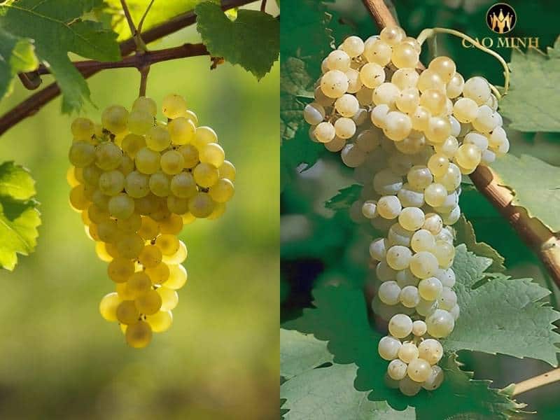 Tìm hiểu Chardonnay và Trebbiano - Hai giống nho tạo nên nhiều chai vang trắng nổi tiếng