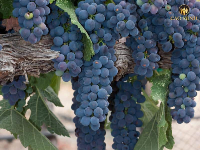 Syrah - Giống nho tạo nên chai rượu vang Úc EarthWorks ShirazEstate Shiraz