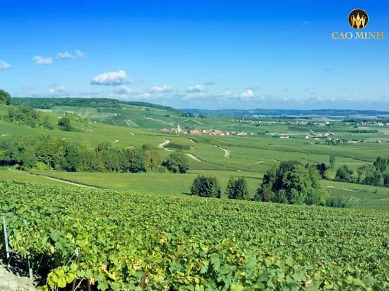 Nhà sản xuất Chateau Les Mauberts - Một biểu tượng của rượu vang Bordeaux