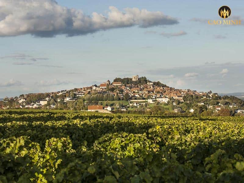 Tìm hiểu về nhà Patriarche - Kết tinh sự tinh tế và truyền thống của vùng rượu vang Bourgogne nổi tiếng