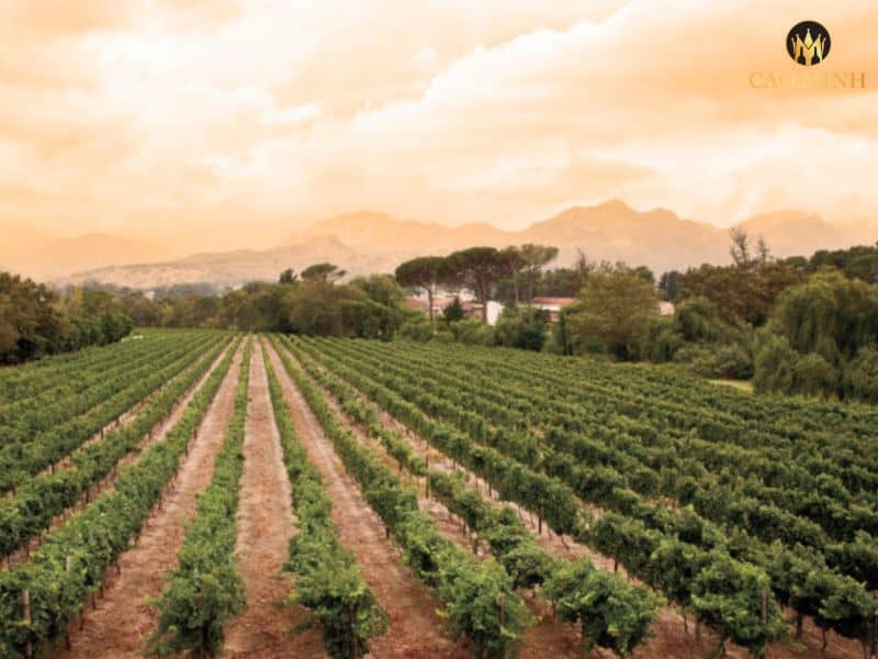 Tìm hiểu về Springfield Estate - Nhà sản xuất rượu vang Nam Phi đậm chất truyền thống