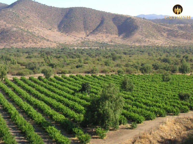 Tìm hiểu về Vina del Nuevo Mundo - Thương hiệu rượu vang số một tại Chile 