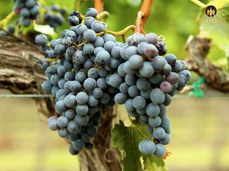 Giống nho Pinotage - Linh hồn của chai rượu vang Nam Phi Radford Dale Vinum Pinotage