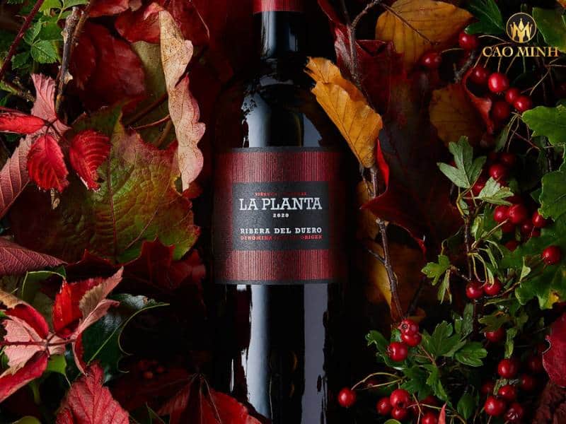Nếm thử hương vị tuyệt vời của chai rượu vang Arzuaga La Planta Ribera del Duero