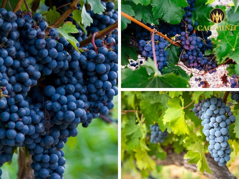 Những giống nho chính tạo nên hương vị đặc biệt cho chai rượu vang Pháp Bordeaux Louis Eschenauer Eleve Fut de Chene (Barriq Red)