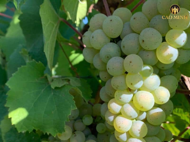 Nói về Riesling - giống nho đặc trưng kết hợp tạo nên chai rượu vang Pháp Gustave Lorentz Alsace Riesling