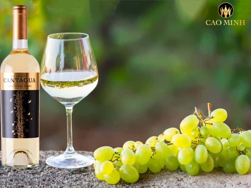 Rượu vang Chile Cantagua Reserva Sauvignon Blanc - chai vang mang tầm vóc quốc tế đến từ thung lũng Valley